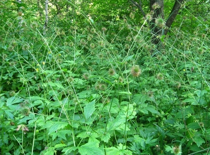 Image of Geum urbanum specimen.