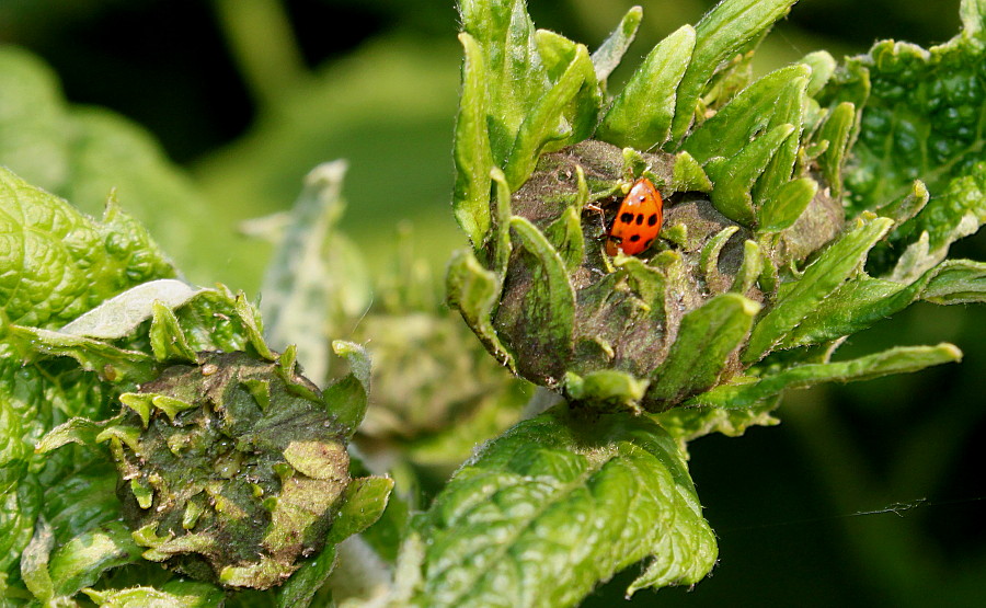 Image of Telekia speciosa specimen.