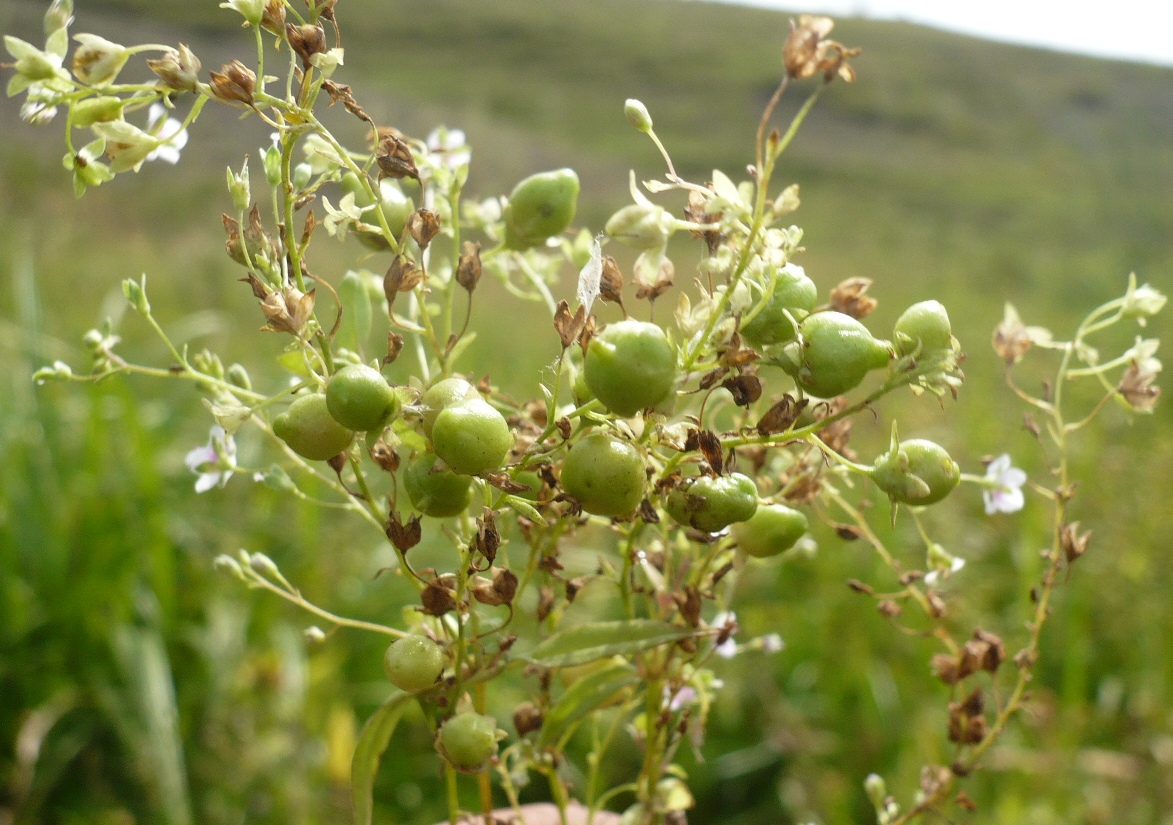 Image of Veronica anagallis-aquatica specimen.