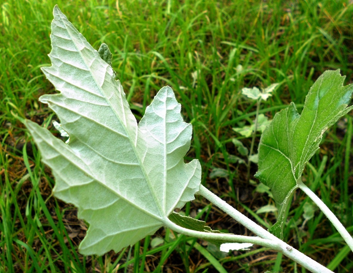 Image of Populus &times; canescens specimen.