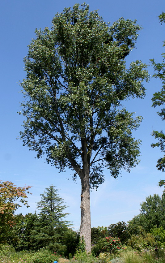 Image of Populus deltoides specimen.
