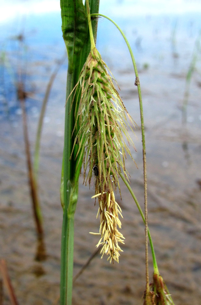 Image of Carex paleacea specimen.