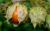 Solanum sisymbriifolium. Зреющий плод и завязь. Германия, г. Крефельд, Ботанический сад. 06.09.2014.