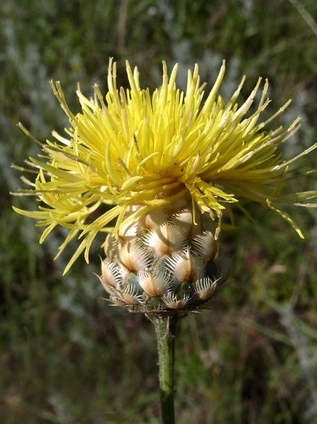 Изображение особи Centaurea orientalis.