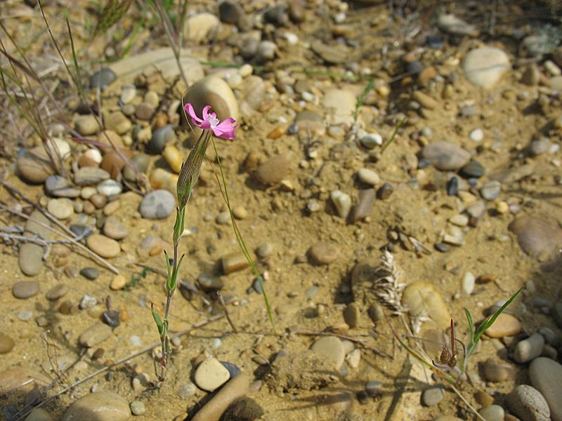 Image of genus Pleconax specimen.