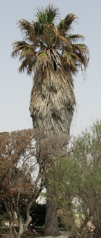 Image of Washingtonia filifera specimen.