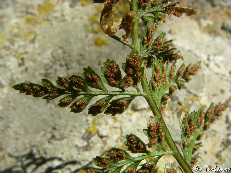 Изображение особи Asplenium billotii.