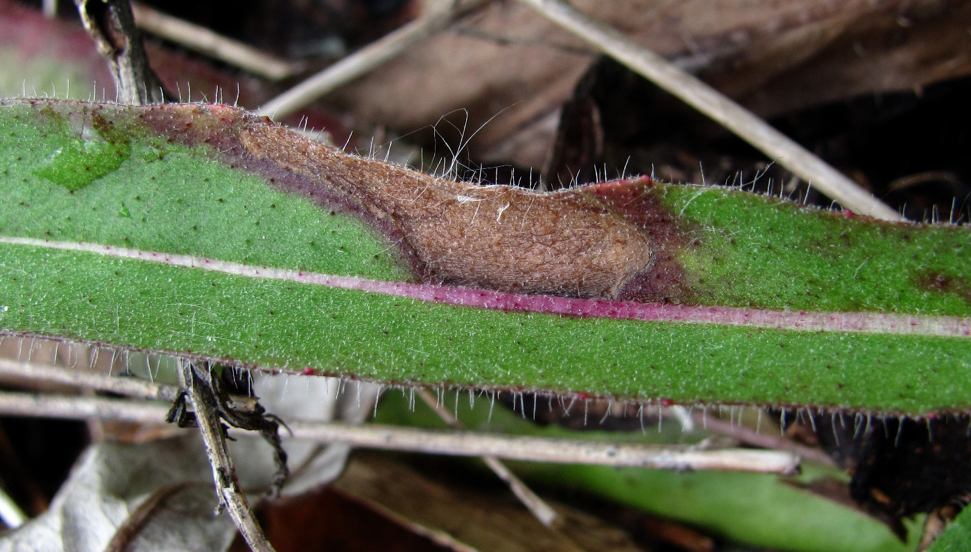 Image of Pilosella caespitosa specimen.