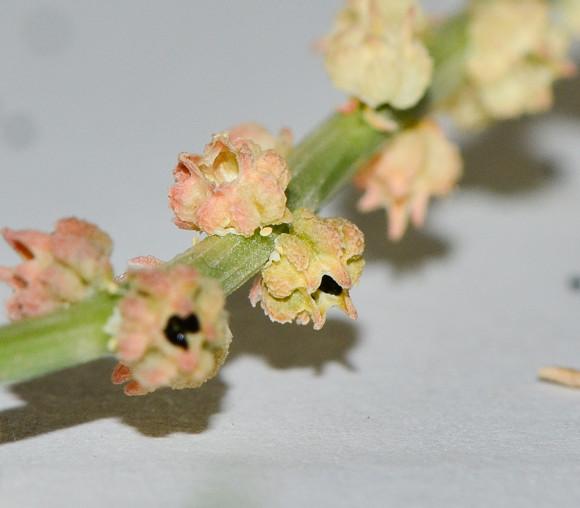 Image of Oligomeris linifolia specimen.