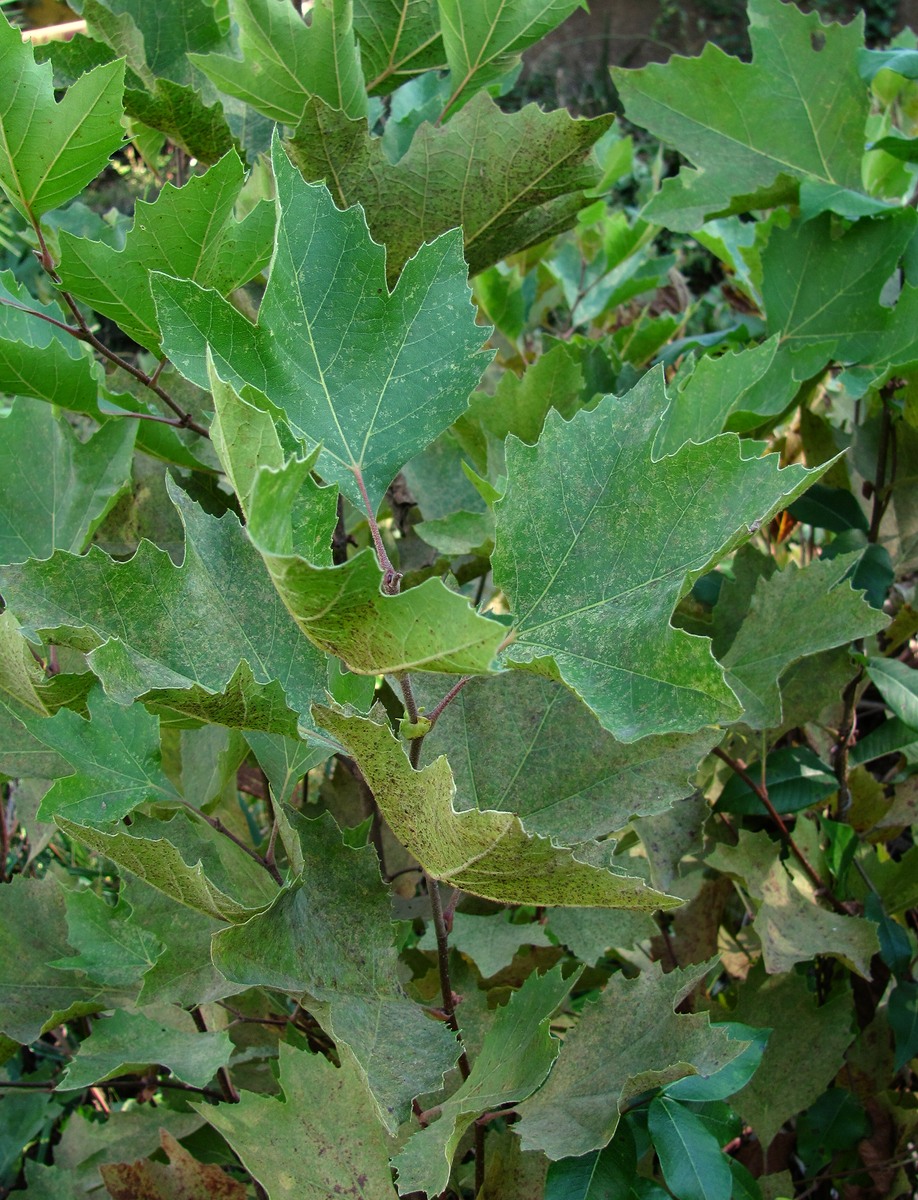 Изображение особи род Platanus.