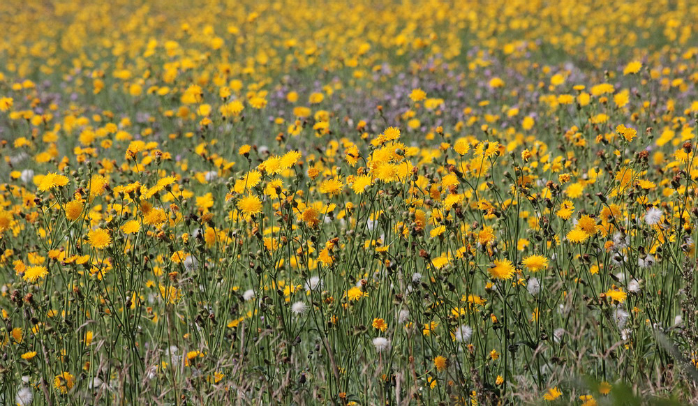 Image of Sonchus arvensis specimen.