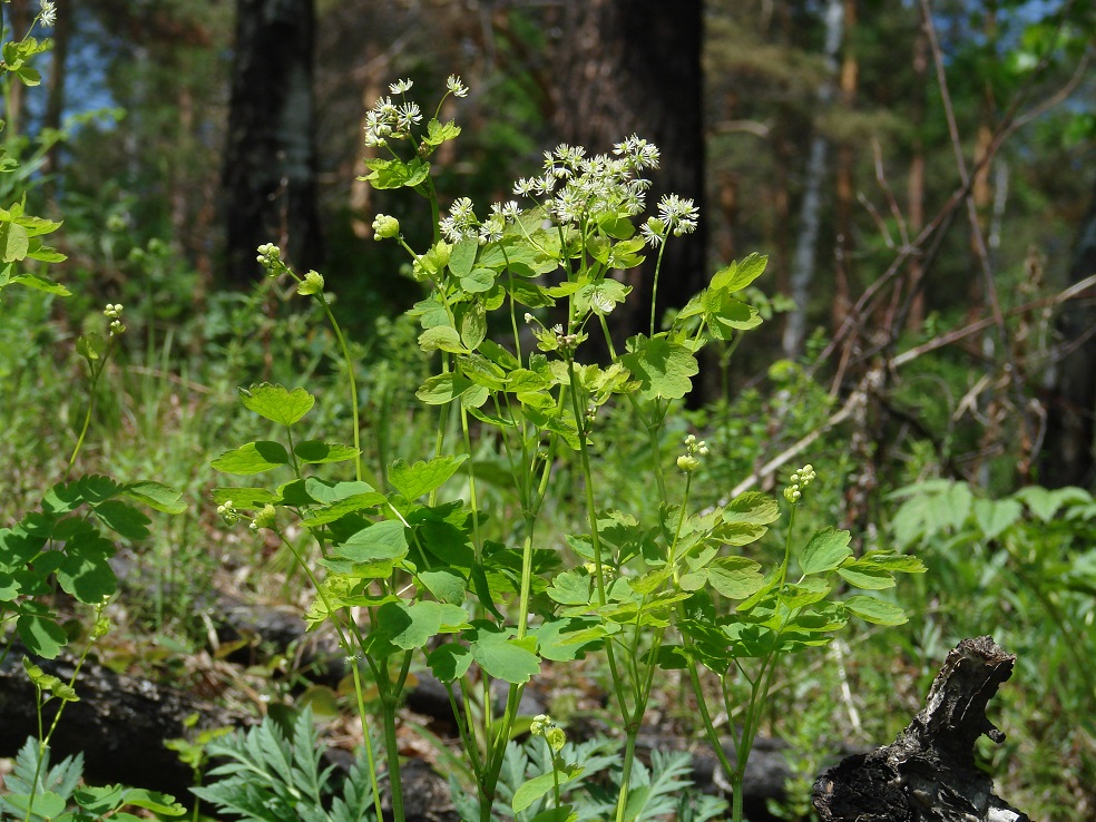 Изображение особи Thalictrum baicalense.