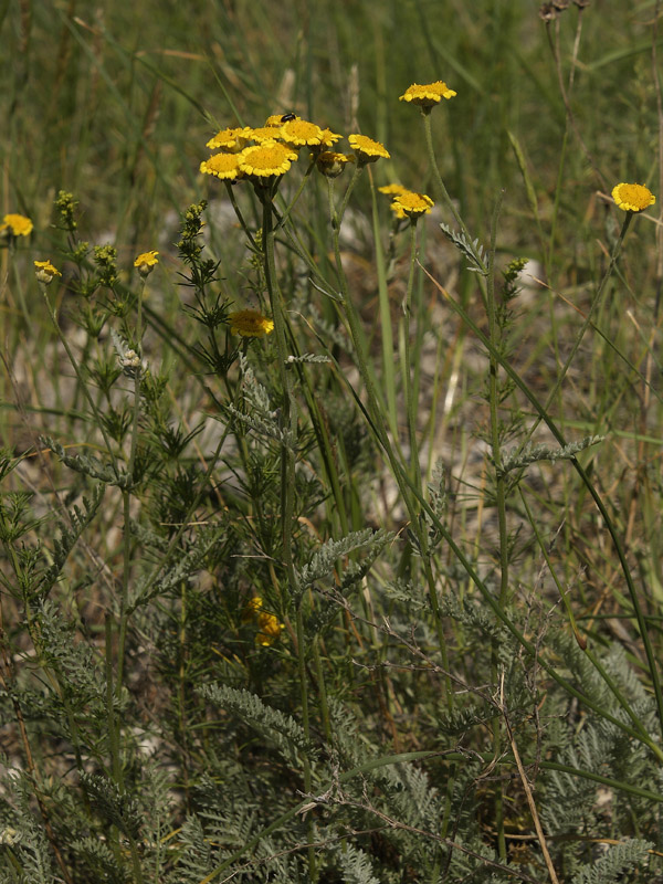 Image of Tanacetum millefolium specimen.