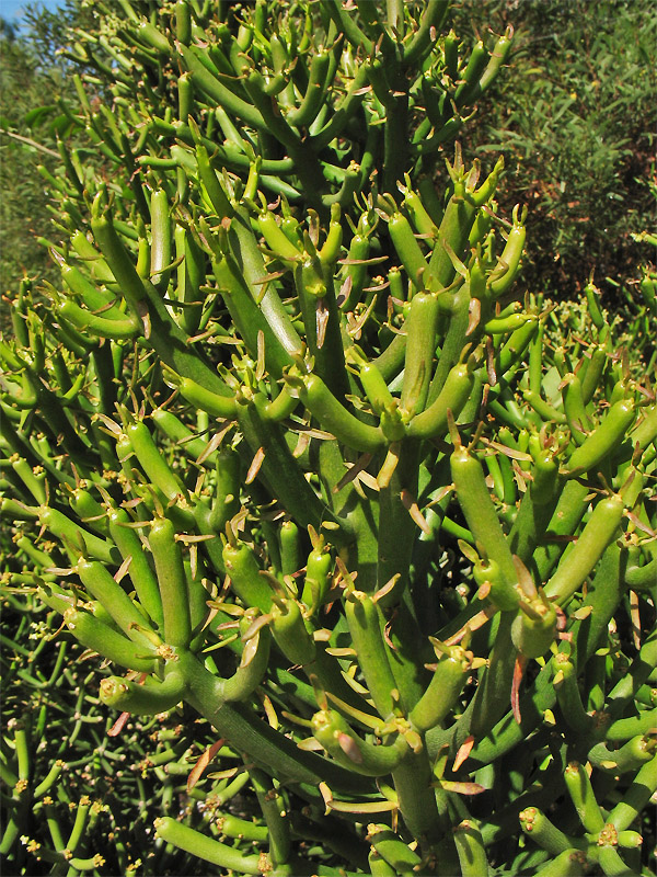 Image of Euphorbia tirucalli specimen.