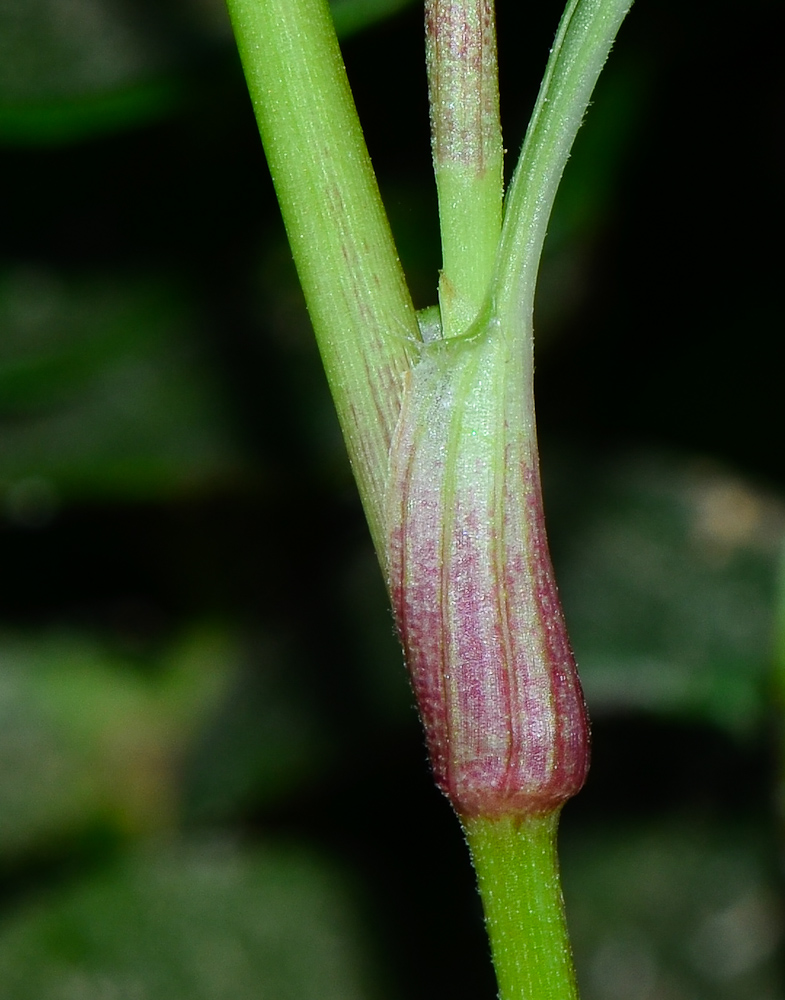 Image of Commelina erecta specimen.