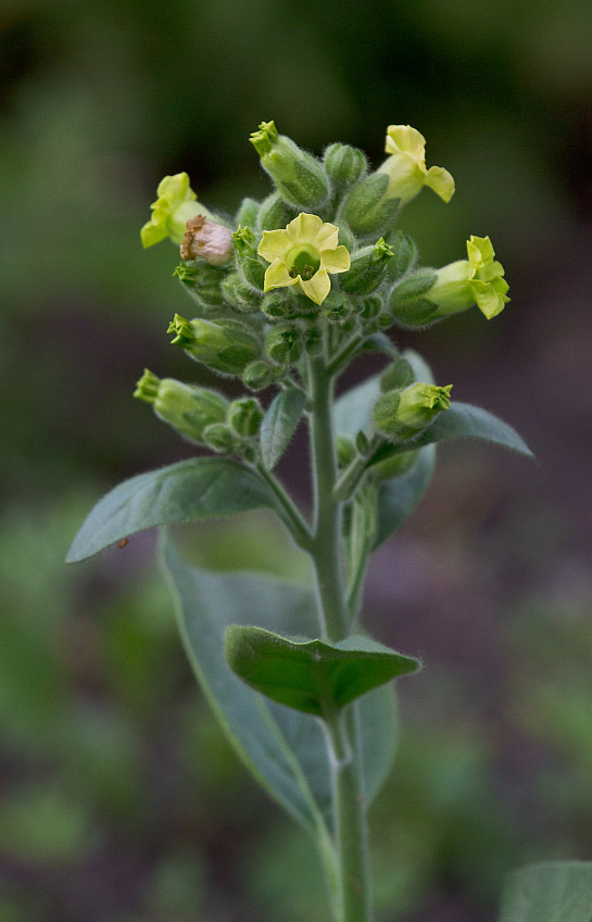 Image of Nicotiana rustica specimen.