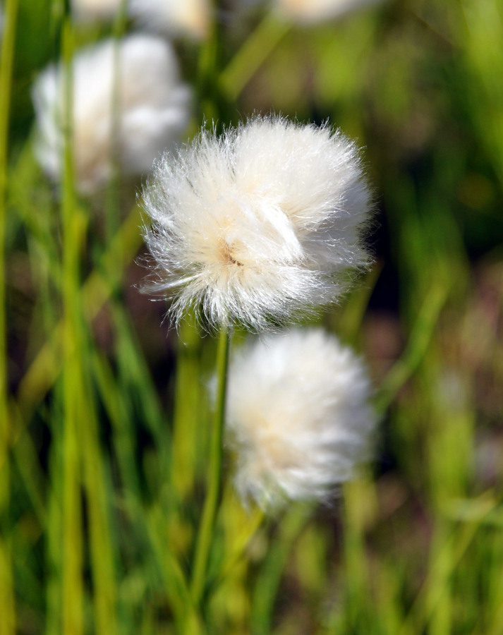 Изображение особи род Eriophorum.