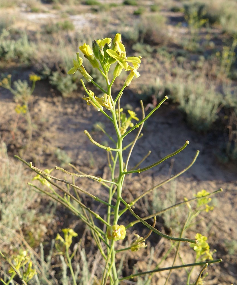 Image of Erysimum czernjajevii specimen.