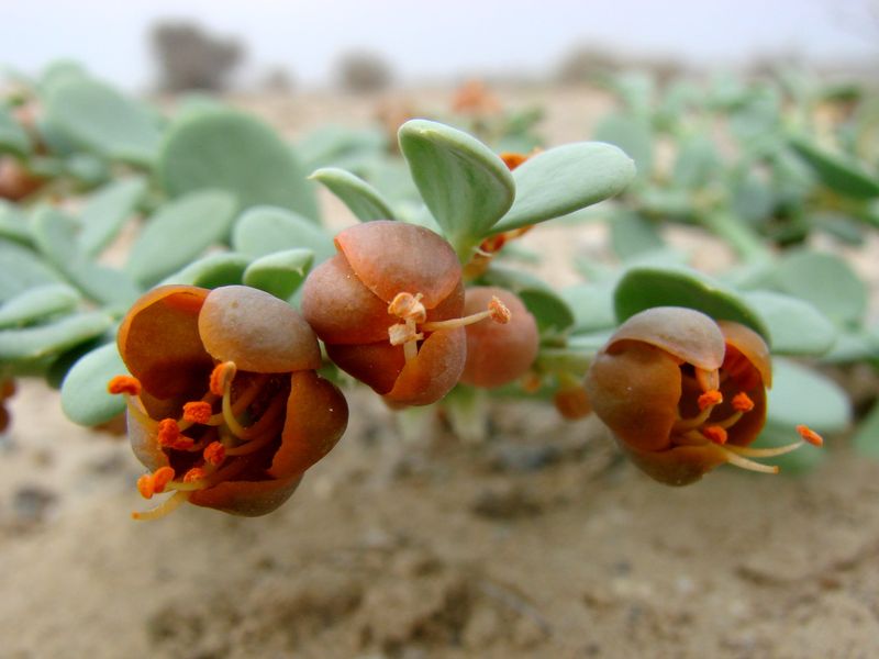 Изображение особи Zygophyllum macrophyllum.