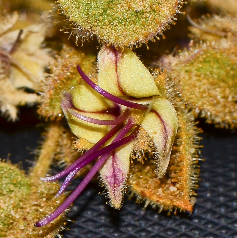 Image of Cleome droserifolia specimen.