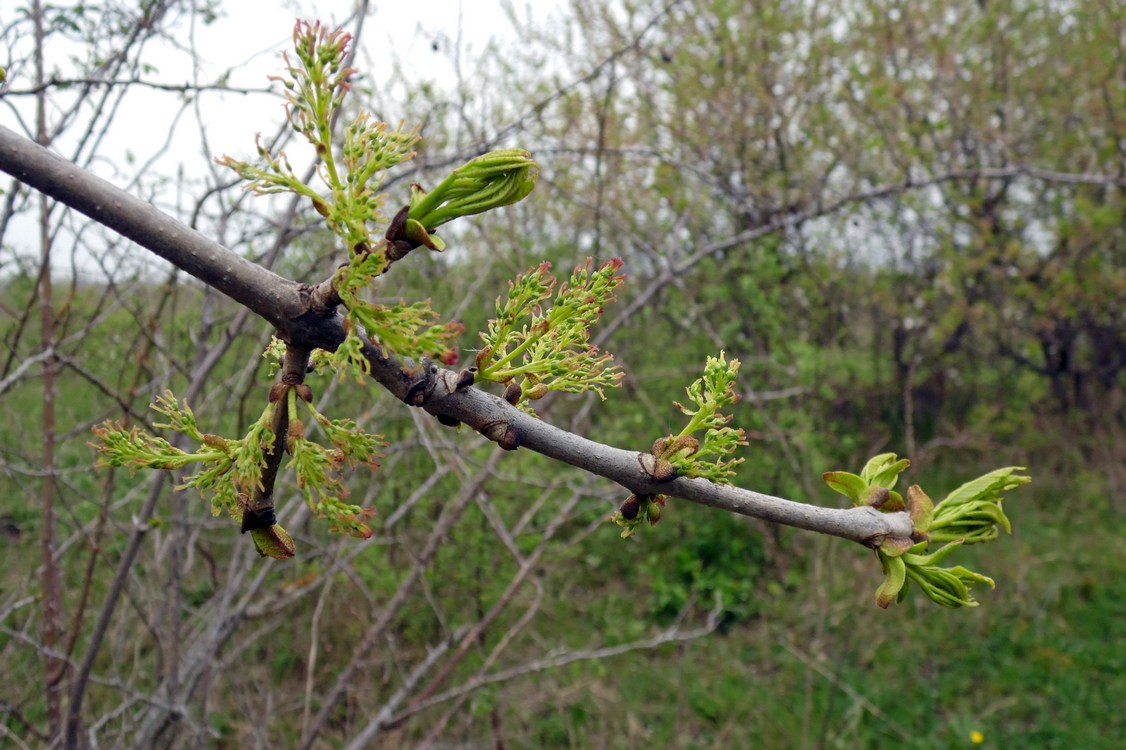 Изображение особи Fraxinus pennsylvanica.