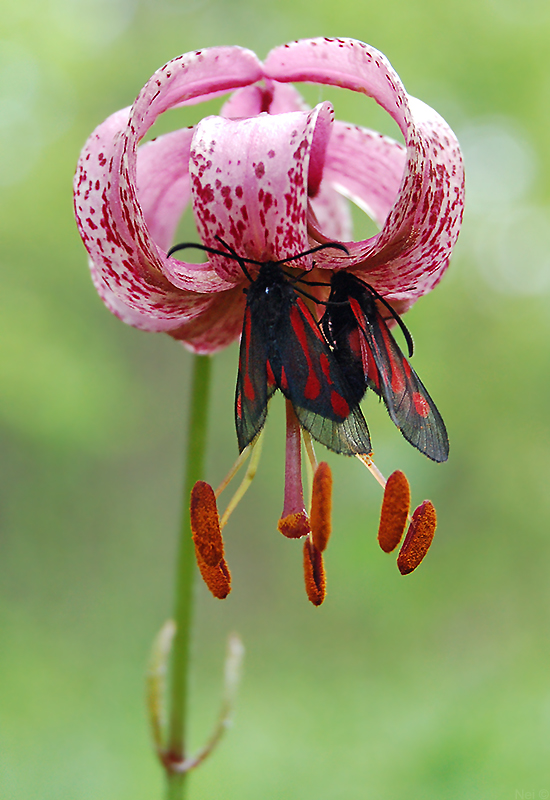 Image of Lilium pilosiusculum specimen.