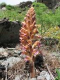 Orobanche gigantea. Цветущее растение, паразитирующее на Ferula tenuisecta. Южный Казахстан, хр. Сырдарьинский Каратау, ущ. Беркара, каменистый склон юго-вост.экспозиции, ≈1000 м н.у.м. 11 мая 2016 г.