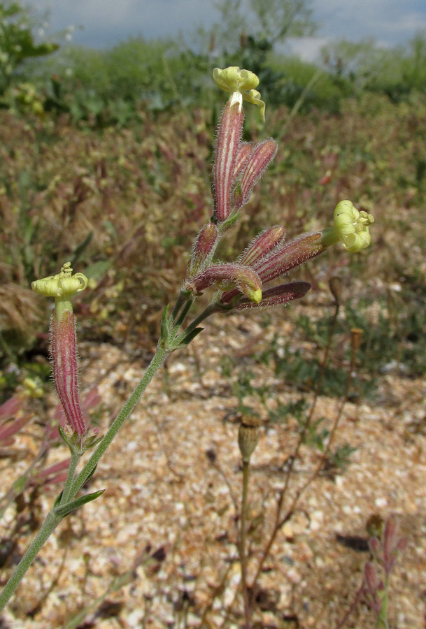 Изображение особи Silene thymifolia.