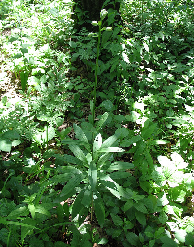 Изображение особи Lilium pilosiusculum.