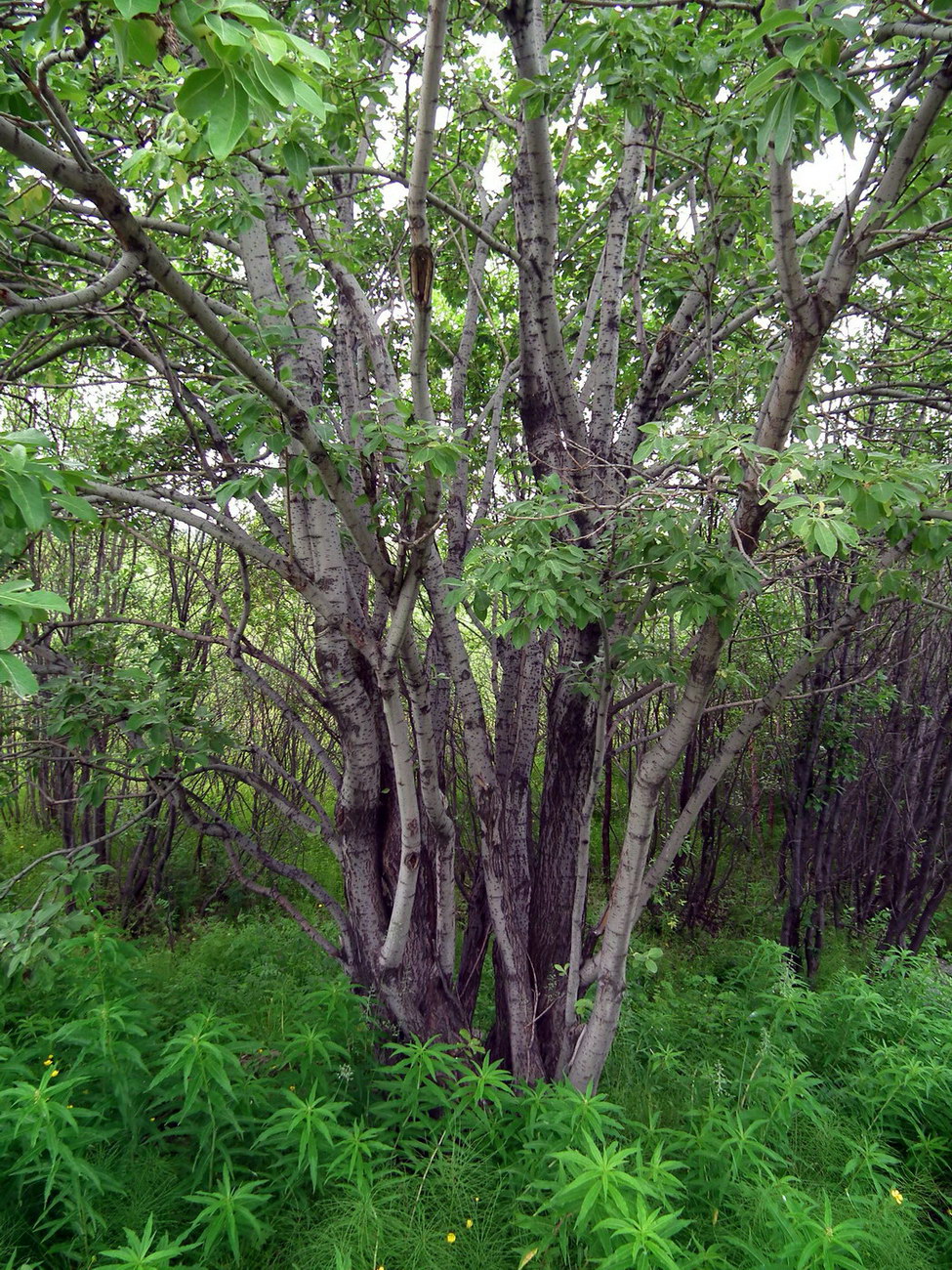 Image of Salix caprea specimen.