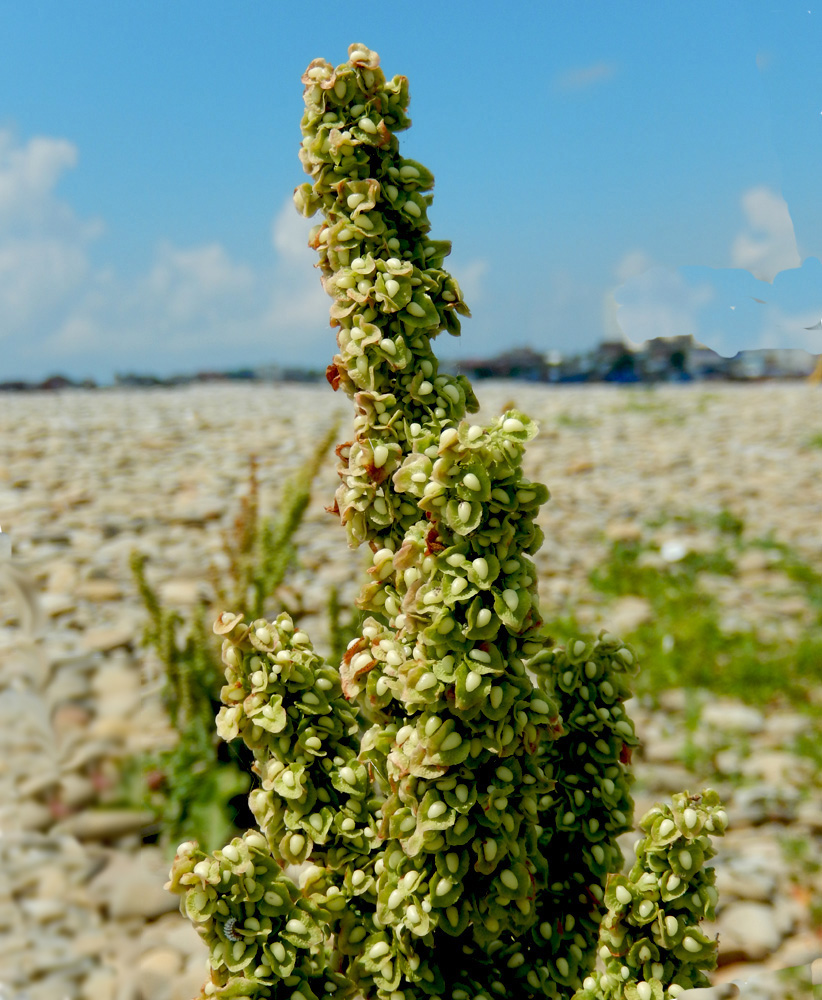 Image of Rumex crispus specimen.