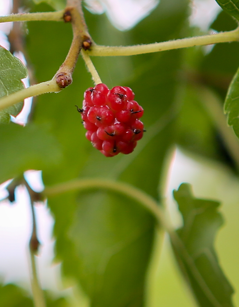 Изображение особи Morus alba.