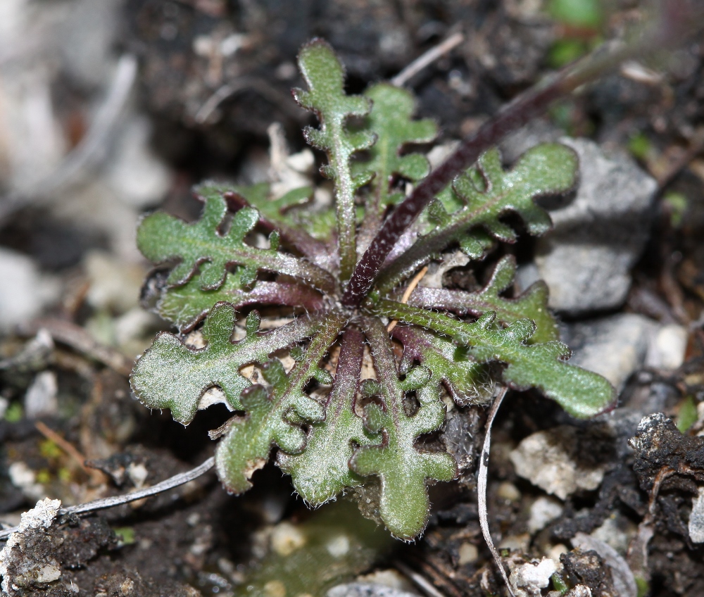 Изображение особи Braya humilis.