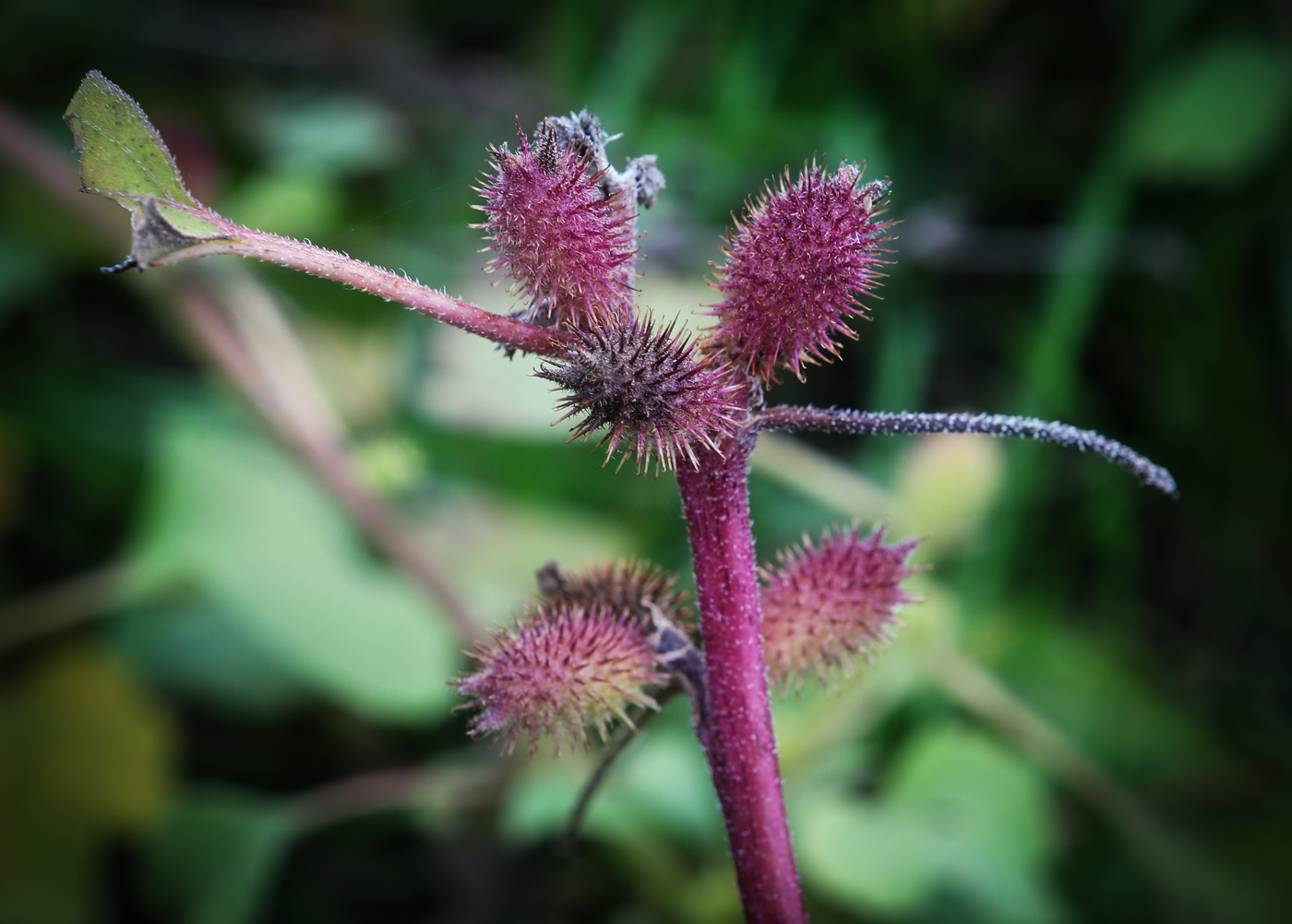 Image of Xanthium orientale specimen.