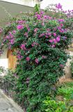 род Bougainvillea. Цветущее растение. Израиль, г. Бат-Ям, в культуре, в озеленении. 17.12.2014.