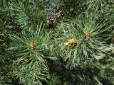 Pinus sylvestris подвид hamata