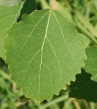 Populus tremula