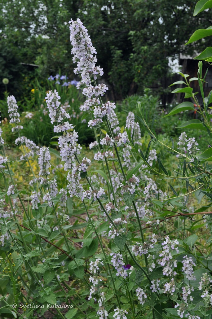 Image of genus Nepeta specimen.