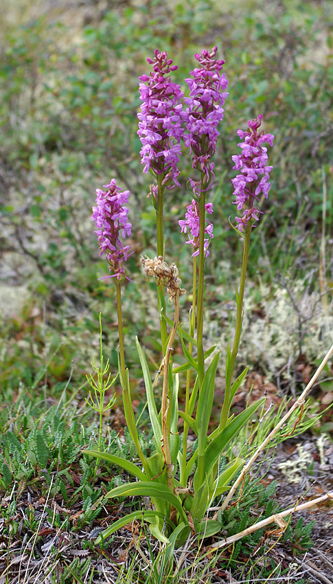 Image of Gymnadenia conopsea specimen.