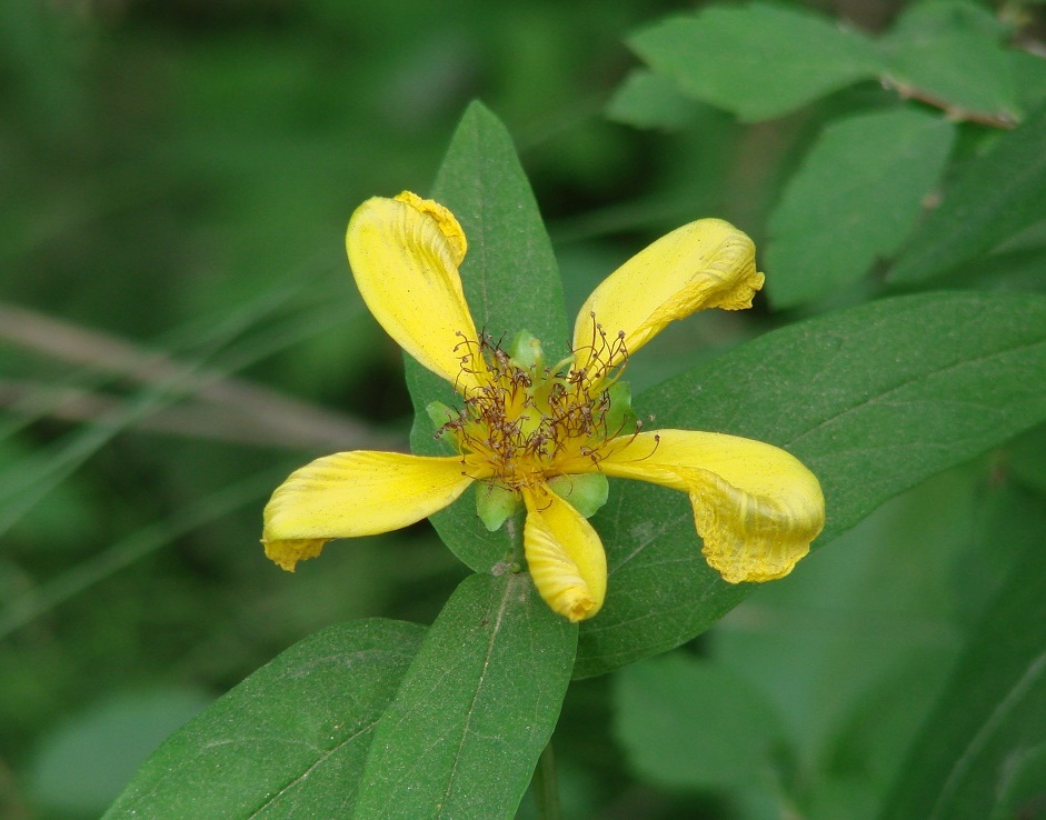 Image of Hypericum ascyron specimen.