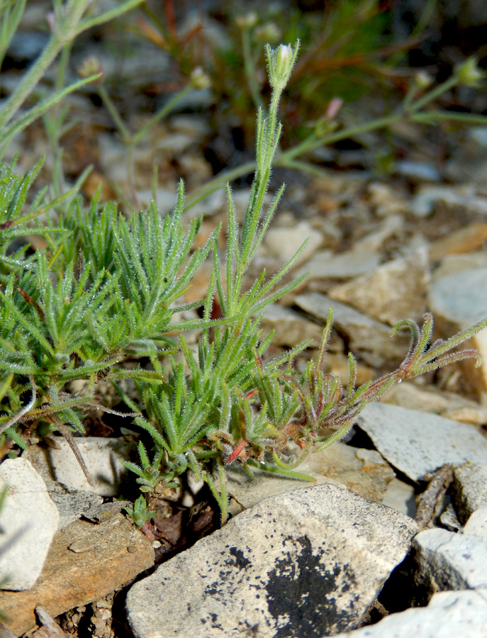 Изображение особи Asperula markothensis.