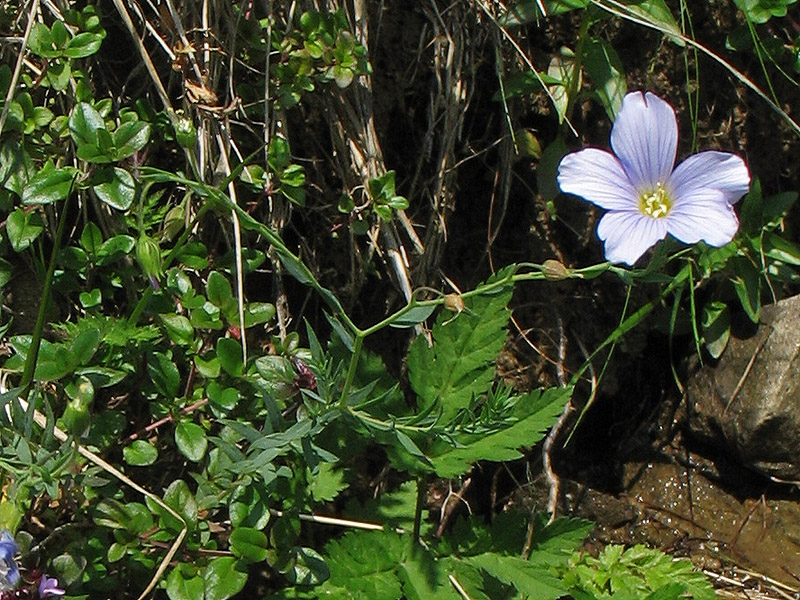 Image of Linum extraaxillare specimen.