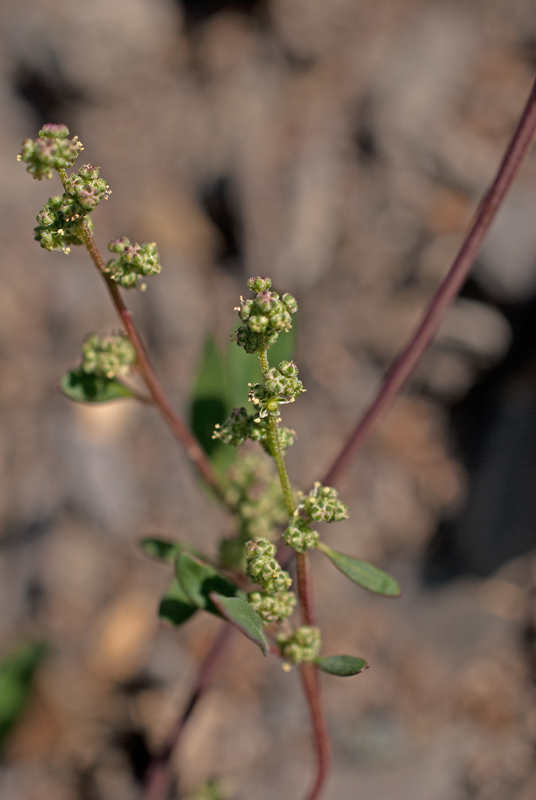 Image of Chenopodium acuminatum specimen.