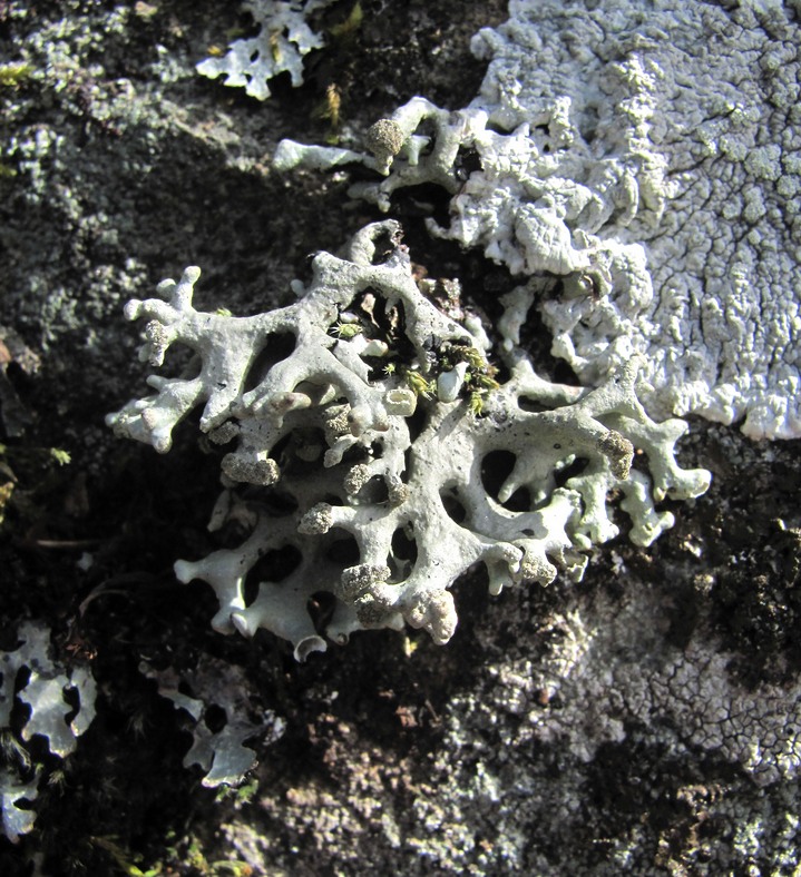 Image of Hypogymnia tubulosa specimen.