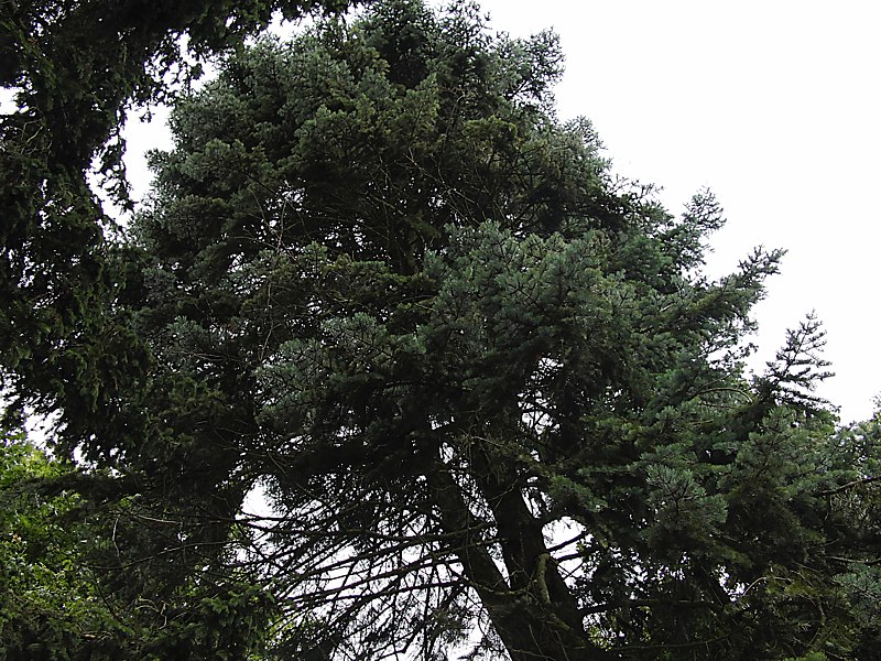 Image of Abies concolor specimen.