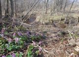 Corydalis solida. Аспект цветущих растений. Тверская обл., Весьегонский р-н, с. Чистая Дуброва, ольховый лес по берегам р. Смородинки, бобровая плотина, крапивные заросли. 30 апреля 2017 г.