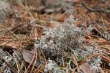 Cladonia rangiferina. Таллом с апотециями, усыпанный хвоей Pinus sylvestris. Ленинградская обл., Лужский р-н, 136 км шоссе М-20, сосняк травяно-лишайниково-зеленомошный на песке, на почве. 26.04.2017.