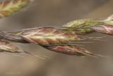 Bromus arvensis. Часть соплодия. Крым, Бахчисарайский р-н, пос. Голубинка, на краю канавы. 19.06.2017.