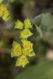 Bupleurum rotundifolium. Соцветия. Крым, Бахчисарайский р-н, пос. Куйбышево, луг у подножья горы Утюг, на опоке. 23.06.2017.