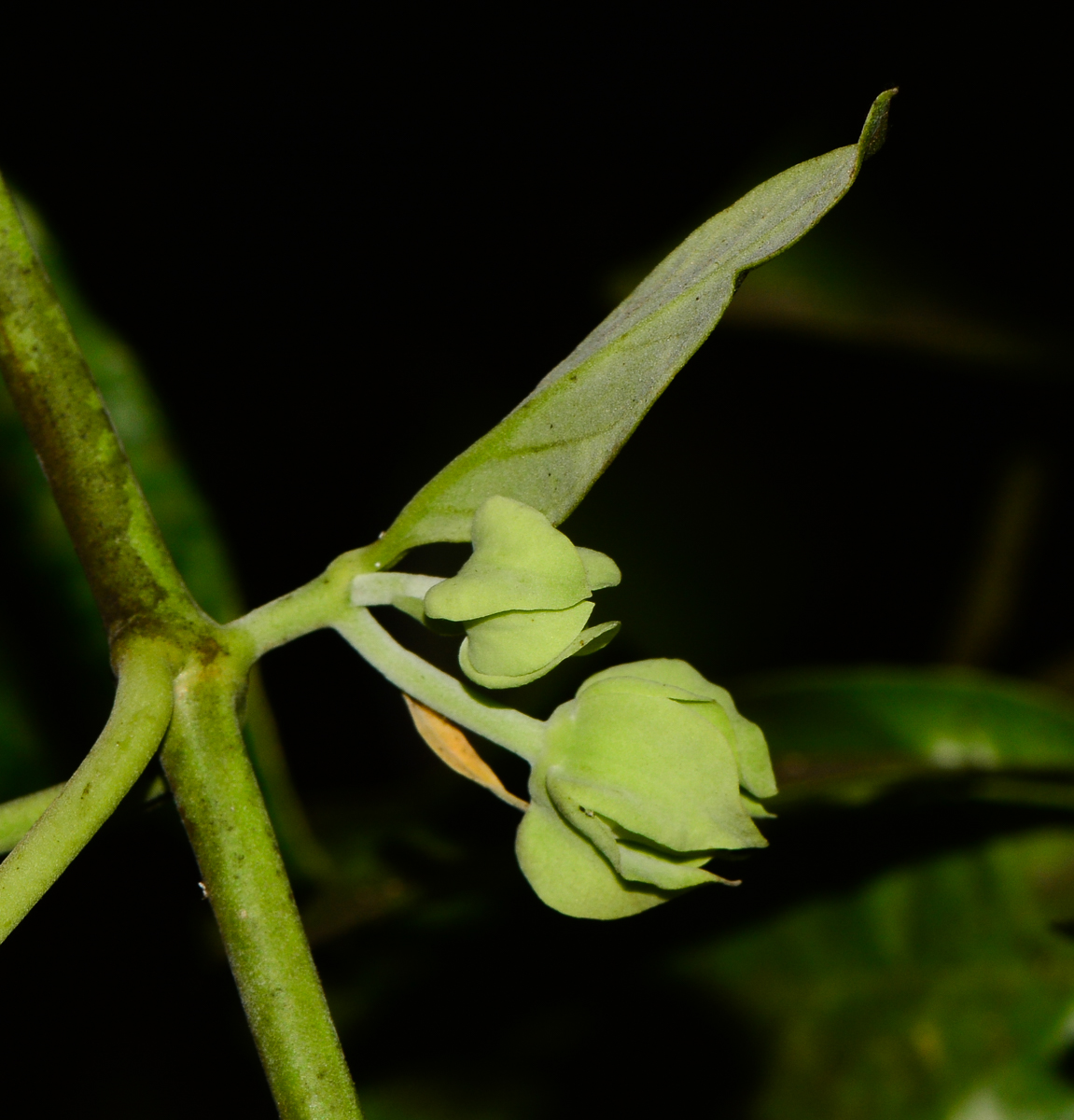 Изображение особи Araujia sericifera.